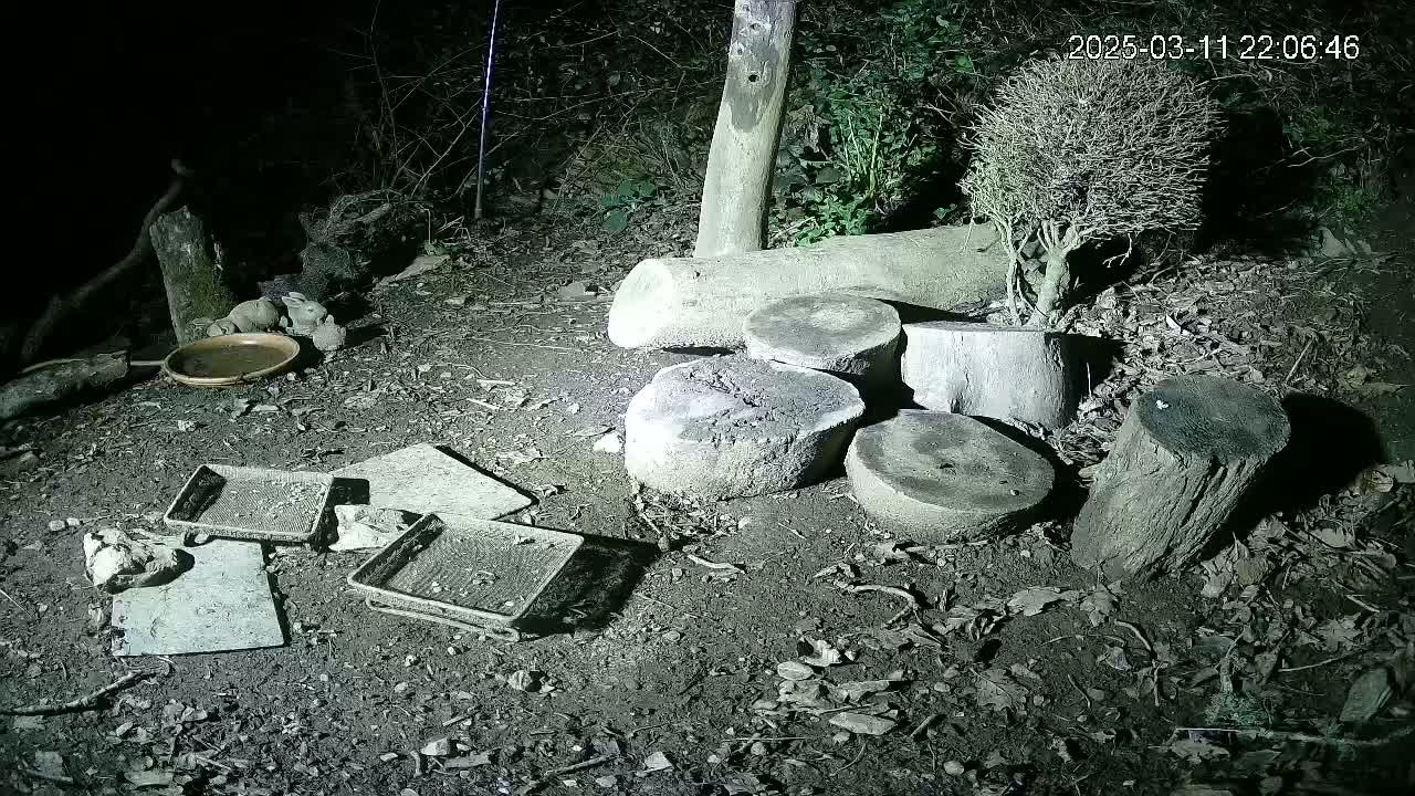 At night, several small, weathered log slices and stumps are scattered on the ground near a small, dry, brown dish and some flat, rectangular objects, with a small shrub in the background.