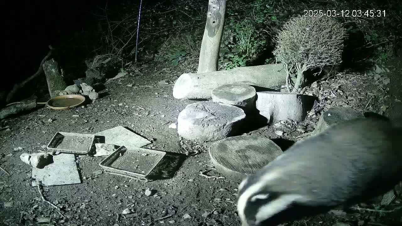A badger approaches a nighttime scene of scattered debris, tree stumps, and a shallow dish near a small, leafless shrub.