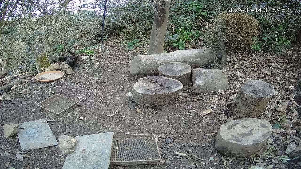 Several tree stumps and pieces of wood are arranged on the ground in a wooded area, along with various small containers and flat stones.