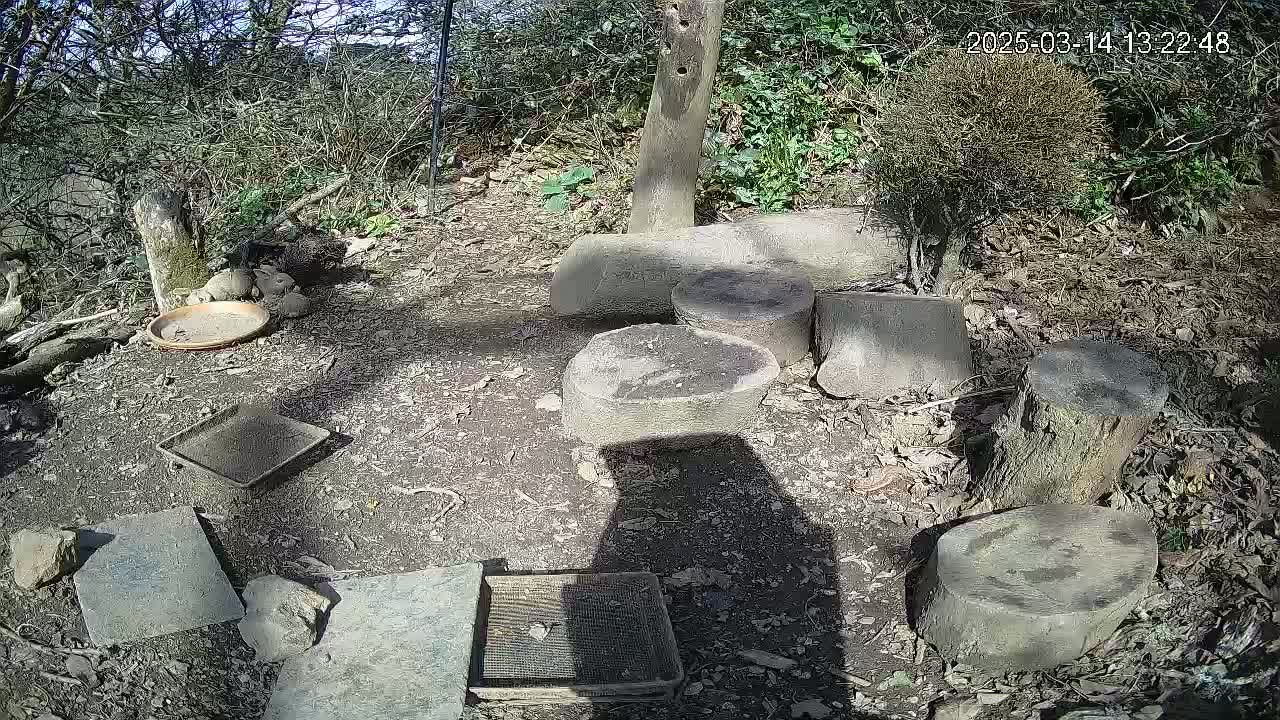 A sunny outdoor enclosure contains several flat stones, wood stumps, and small dishes on the ground, surrounded by shrubs and leaf litter.