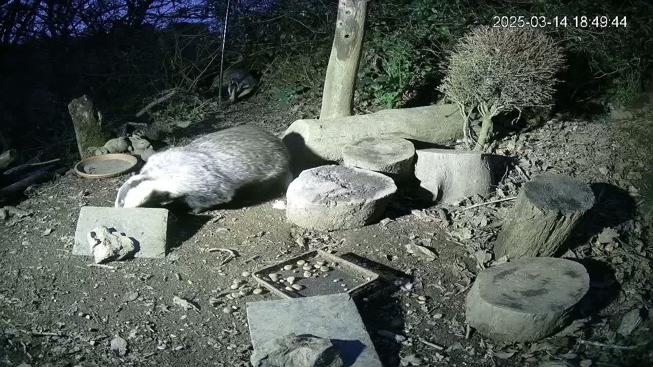 A badger investigates a stone in a dark, outdoor setting at night, surrounded by tree stumps, small plants, and scattered food.