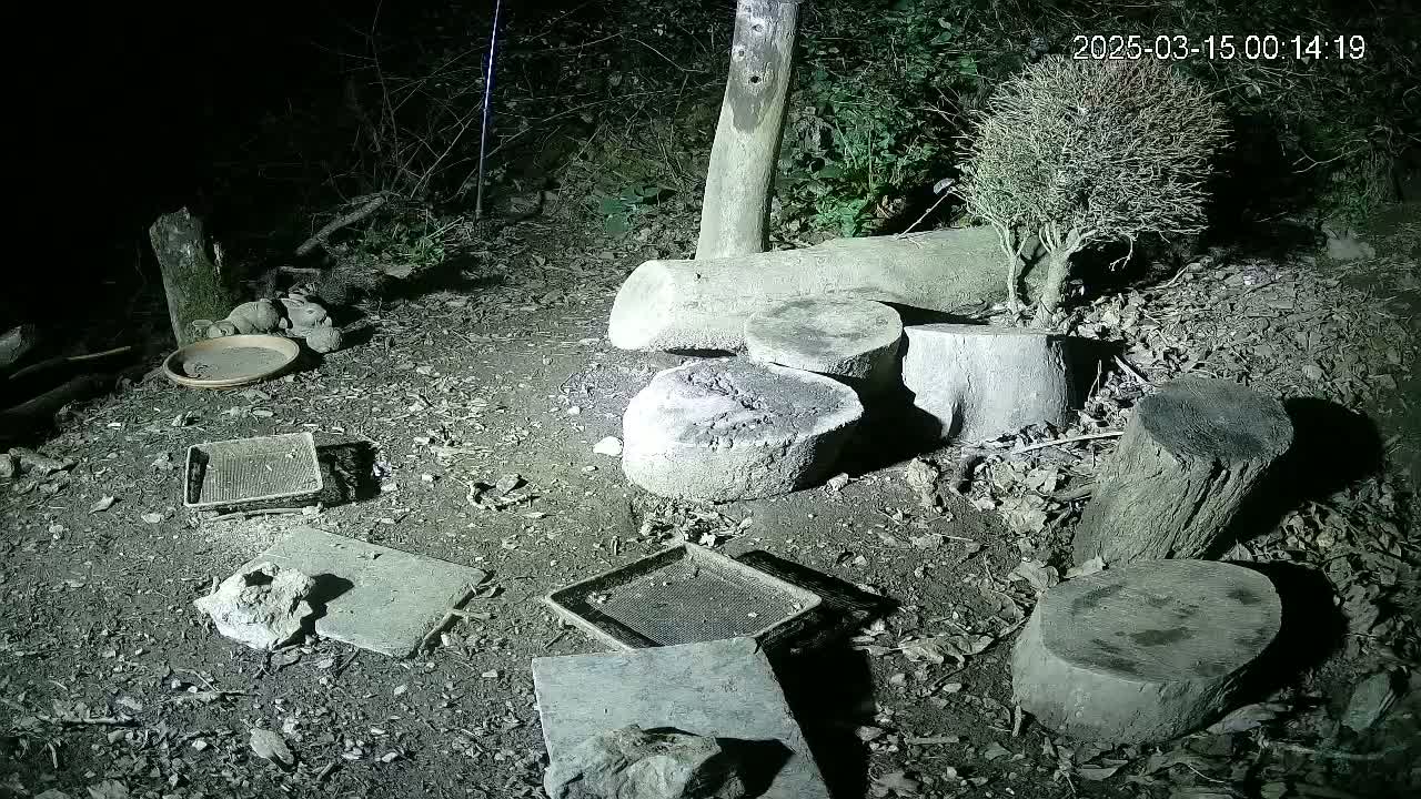 At night, several flat stones and small trays are scattered on the ground around tree stumps and a small potted shrub in a dark wooded area.