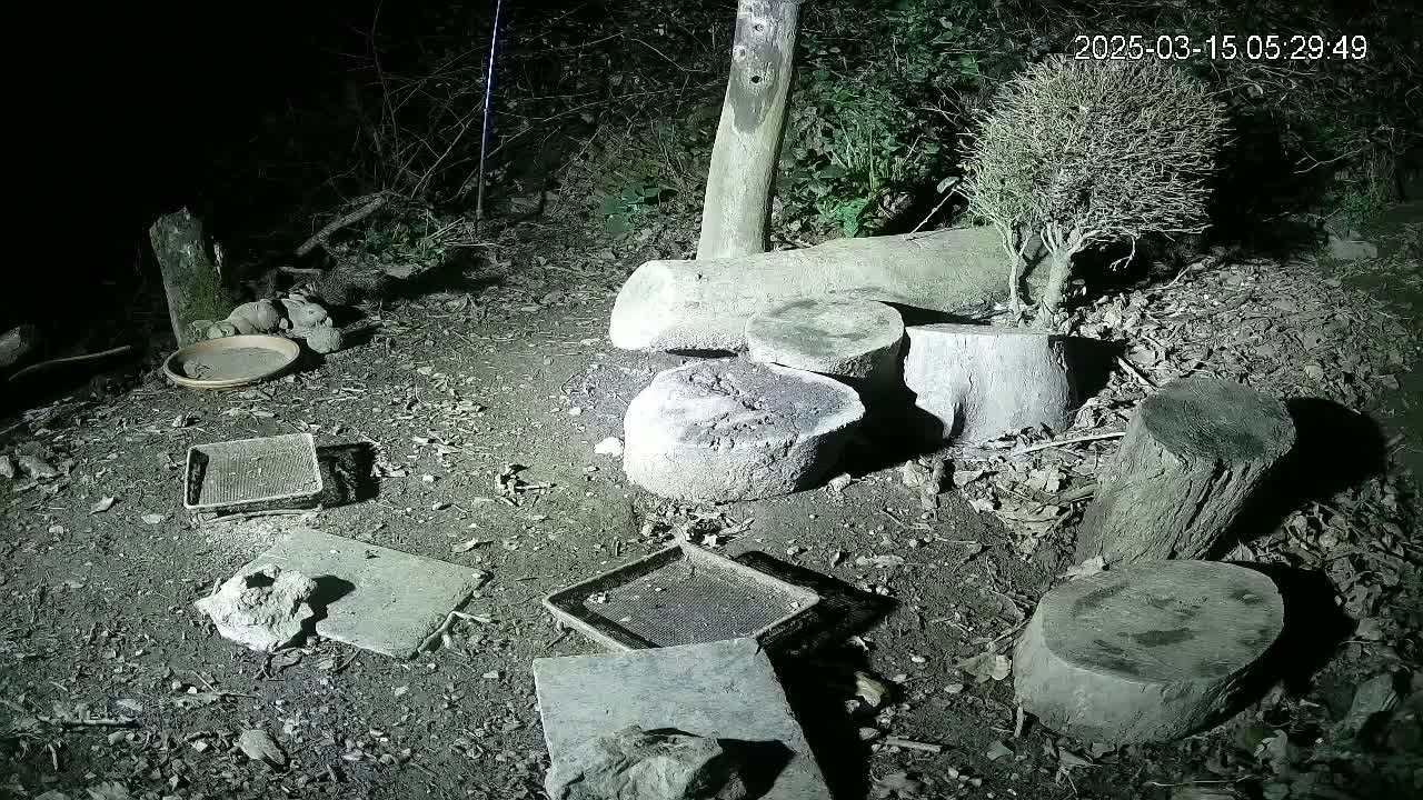 At night, several small dishes and flat stones are scattered on the ground among tree stumps and a small potted shrub in a dark wooded area.