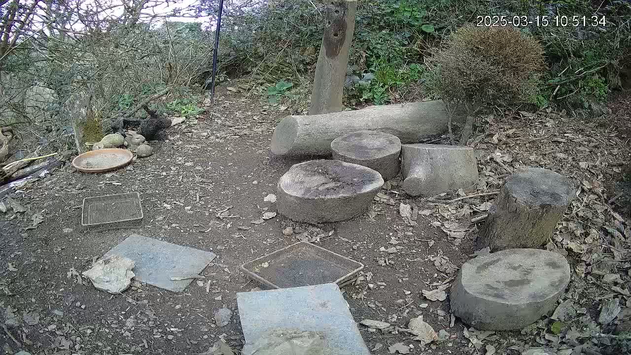 Several tree stumps and flat stones are arranged on the ground in a wooded area, along with a small dish and several small animal figurines.
