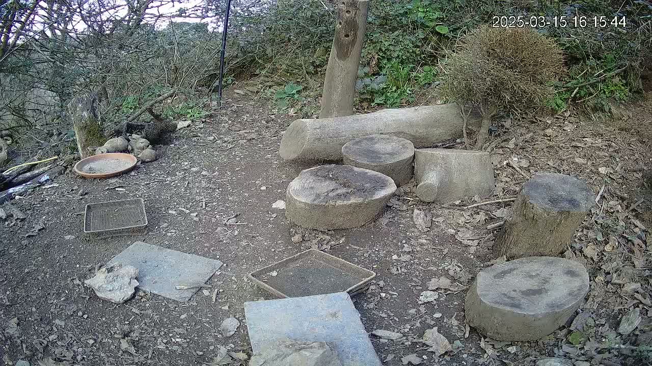 A dirt ground area outdoors with several tree stumps,  a few small trays, a shallow dish, and a group of small animals.