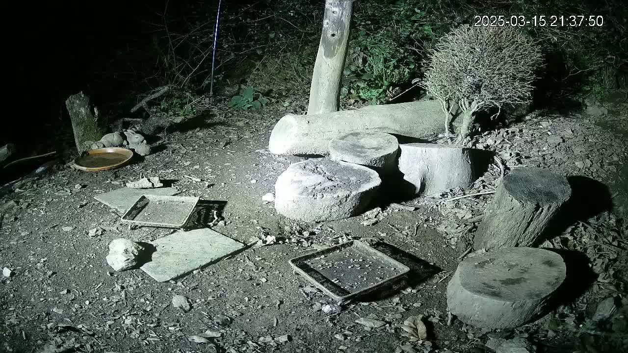 At night, several cut tree stumps and small, flat stones are arranged on the ground among leaf litter, with a shallow dish and trays nearby.