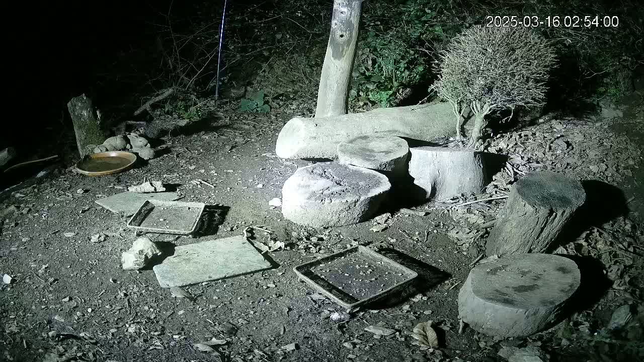 Several small, flat stones and trays are scattered on the ground at night near tree stumps and a small, dead shrub in a dimly lit wooded area.