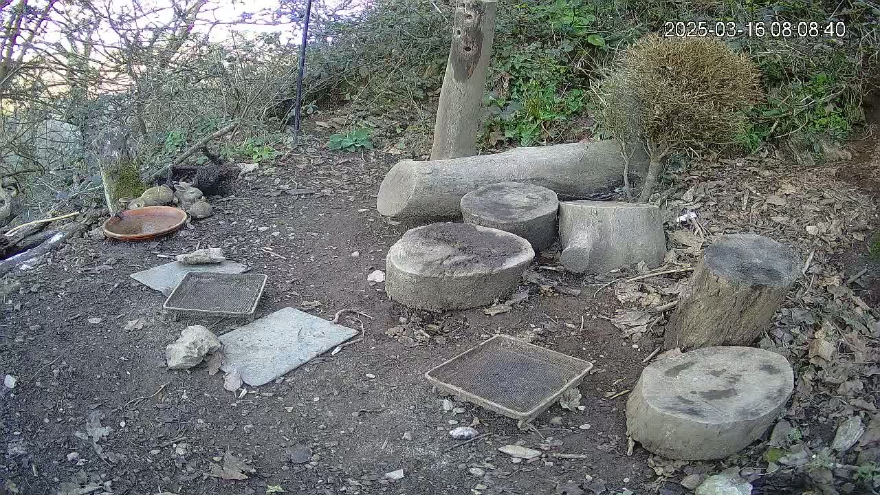 A dirt ground area outdoors with several cut tree sections and flat stones arranged around a shallow dish and several mesh trays,  under a partly sunny sky.