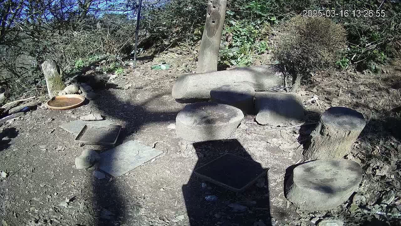 A sunny outdoor scene shows several large stones and tree stumps arranged on the ground near some small shallow dishes, all surrounded by leaf litter and low-lying vegetation.