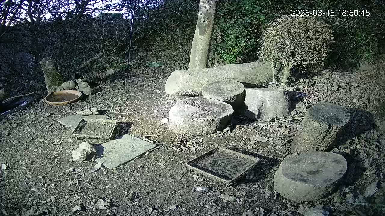 Several cut tree stumps and other pieces of wood are scattered on the damp ground in a wooded area at night, along with a shallow dish, several trays, and small stones.