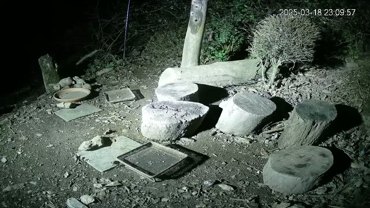 Several tree stumps and small, shallow trays are scattered on the ground at night, illuminated by an artificial light source.