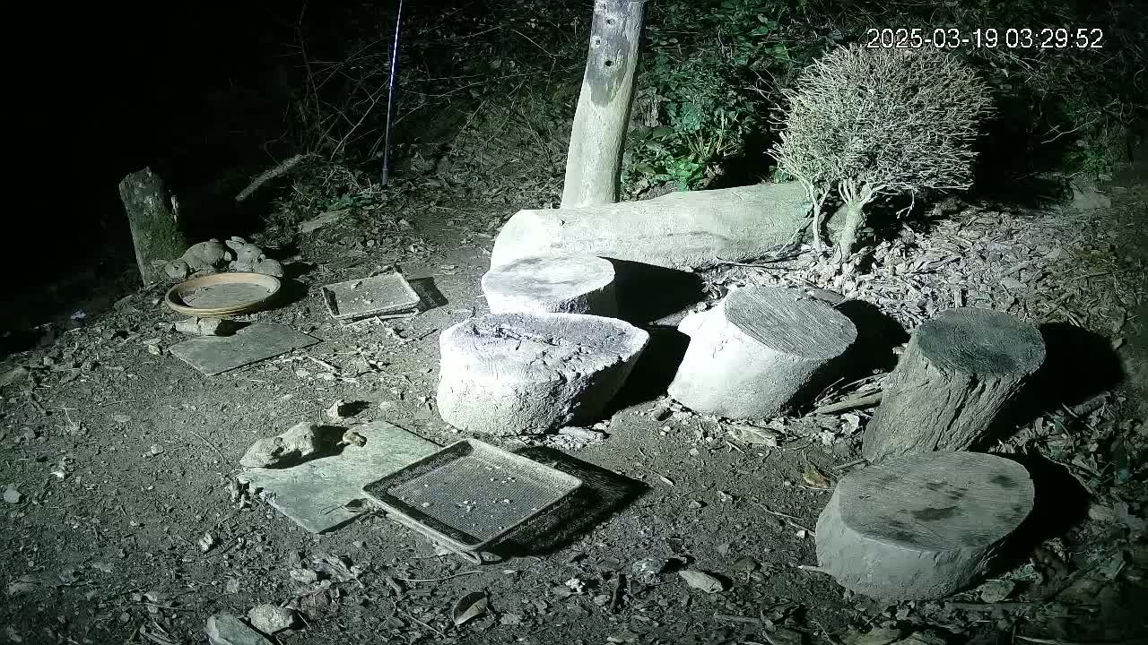 Several cut tree stumps and small trays are scattered on the ground at night in a wooded area.