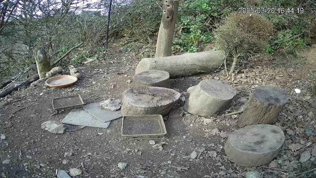 Three rabbits rest near a shallow dish and several wood stumps arranged on the ground in a wooded area under a partly sunny sky.