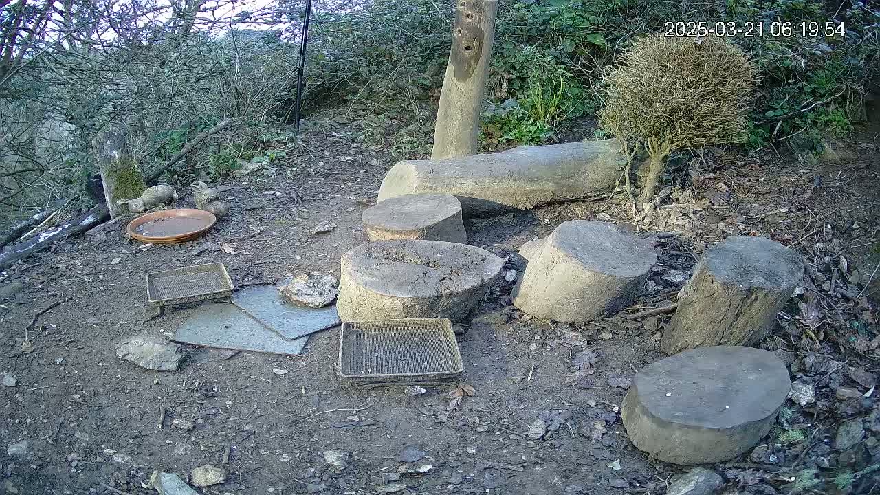 Three rabbits sit near a shallow dish and several trays on the ground amidst tree stumps and shrubbery in a dimly lit outdoor setting.