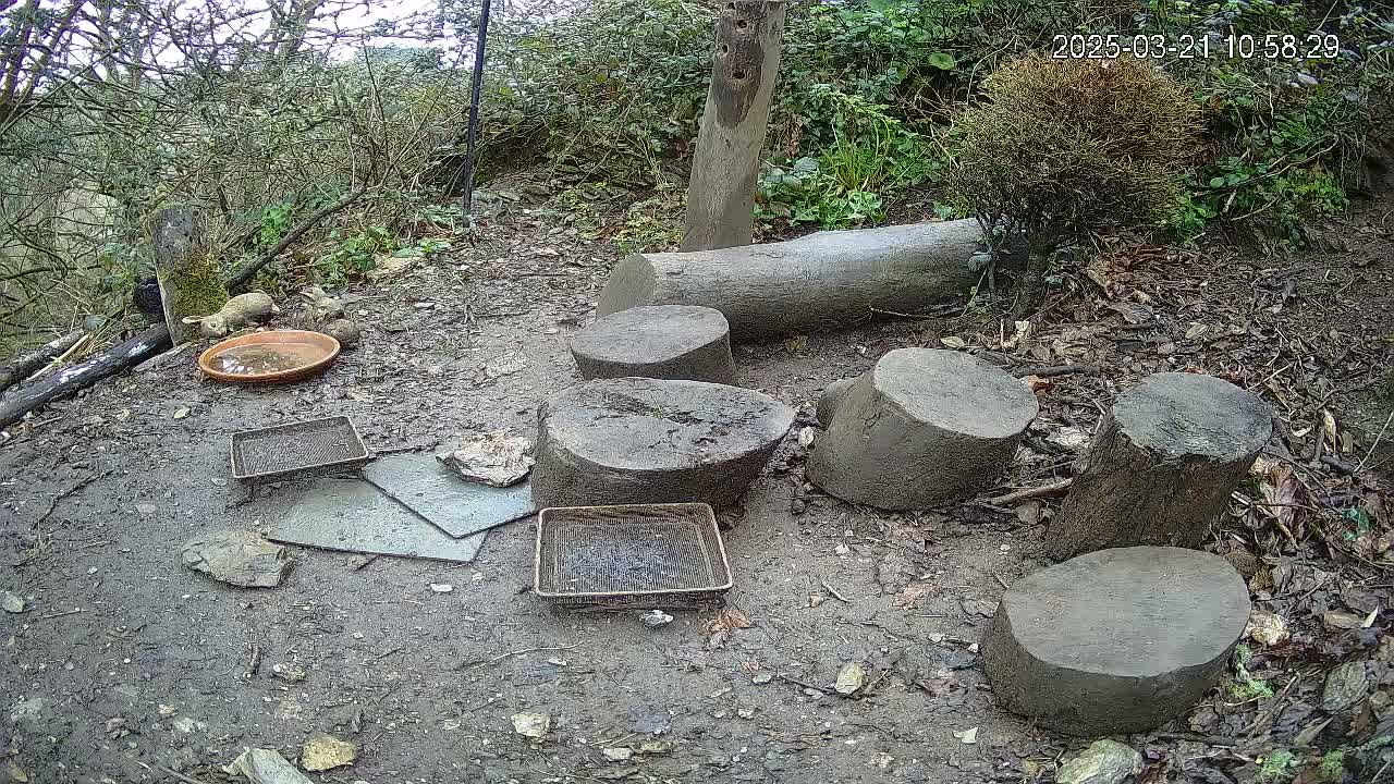 Several cut tree trunks are arranged on the muddy ground in a wooded area, surrounded by a shallow dish, small trays, and flat stones.