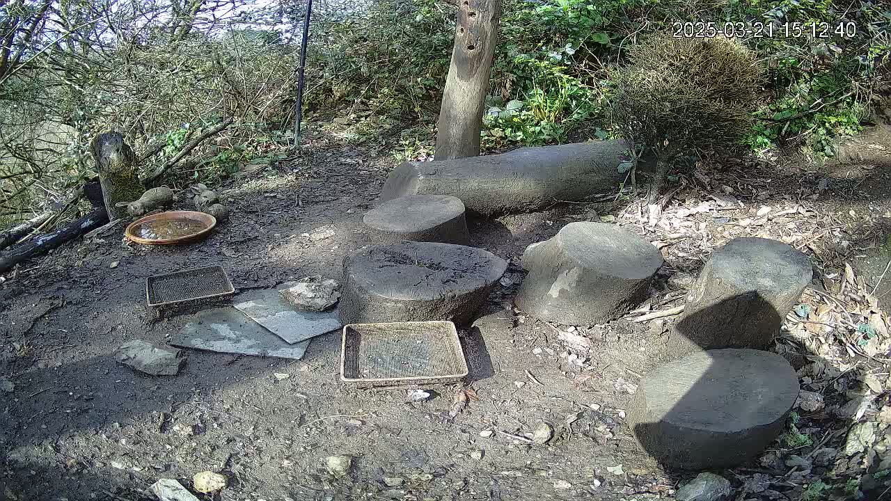 Several tree stumps and small containers sit on muddy ground in a wooded area under sunny conditions.