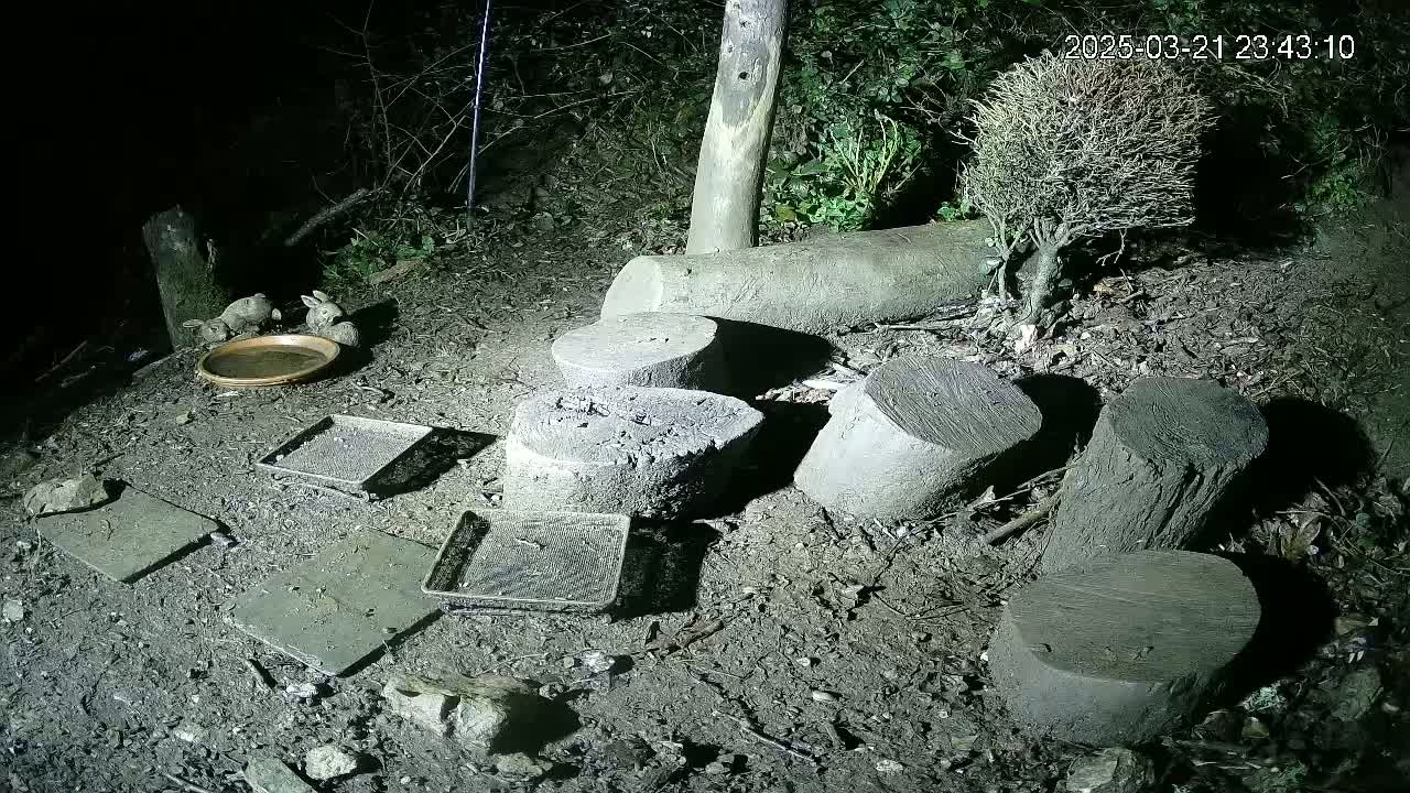 Several small, dark-colored log stumps and flat stones are scattered on the ground at night, along with a shallow dish and several small trays.