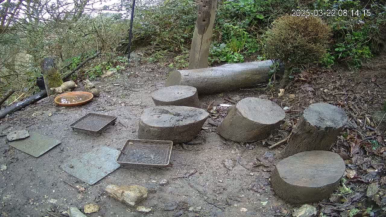Muddy ground outdoors with several cut tree stumps, some small shallow trays, a shallow dish of water, and two rabbits.
