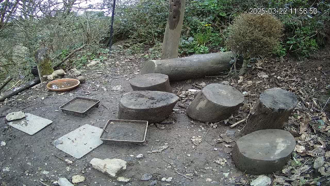 Several thick tree trunk slices and flat stones are arranged on the muddy ground beneath a canopy of trees and shrubs in an outdoor setting.