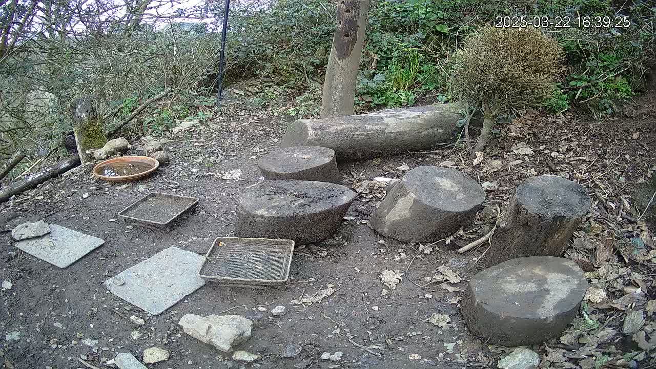 Several dark-colored, round tree stumps and flat stones are arranged on the ground in a wooded area, with a shallow dish and small trays scattered nearby.