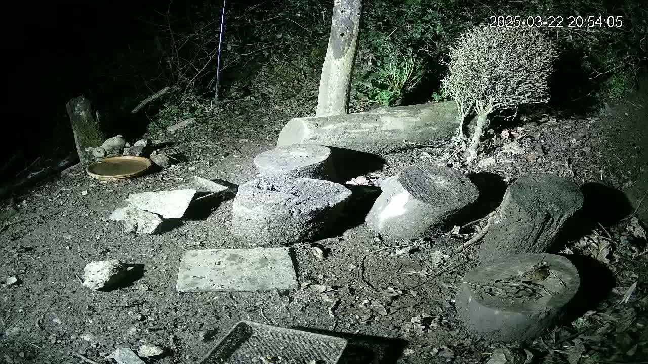 At night, a shallow dish sits among several tree stumps and scattered pieces of concrete on dark, damp ground near a small shrub.