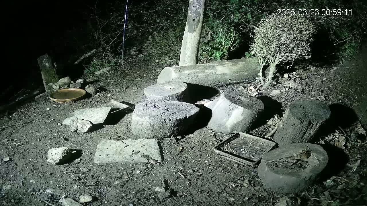 At night, several tree stumps and pieces of flat stone are scattered on the ground near a small shrub and a shallow dish, in a dark, wooded area.