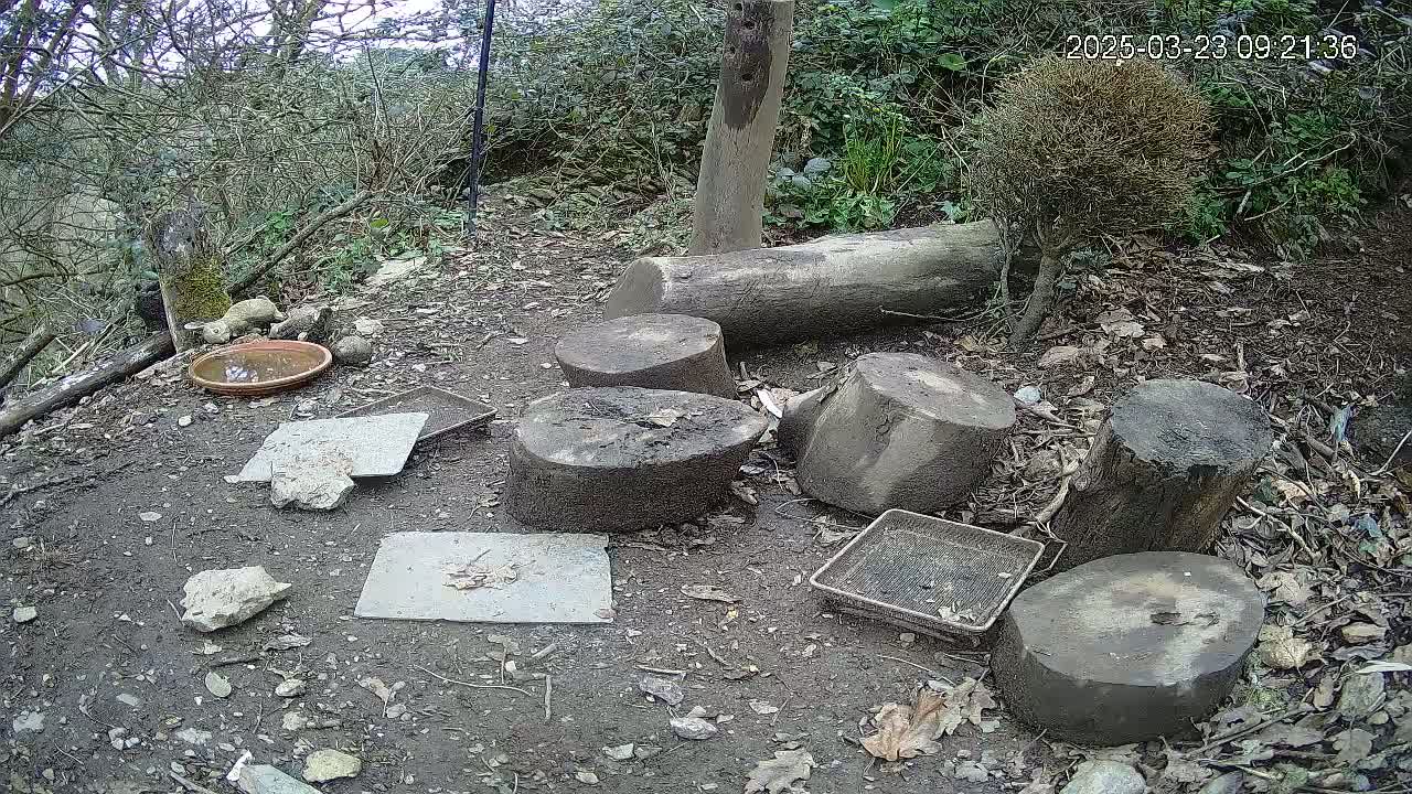 A ground-level view of a woodland area shows several tree rounds scattered on the ground around a shallow dish, some flat stones, and small metal grids;  the weather appears overcast.