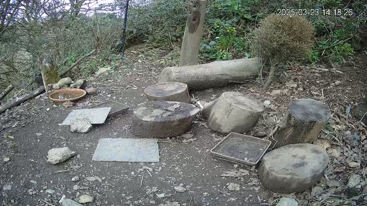A ground-level view of a woodland area shows several cut logs and flat stones scattered on the ground near a shallow dish, under a partly cloudy sky.