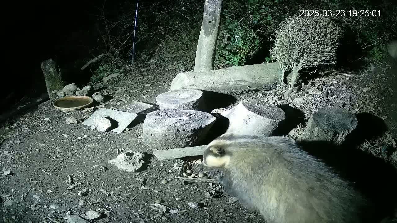 At night, a badger eats from a tray near a shallow dish of water, surrounded by tree stumps and debris on the ground.