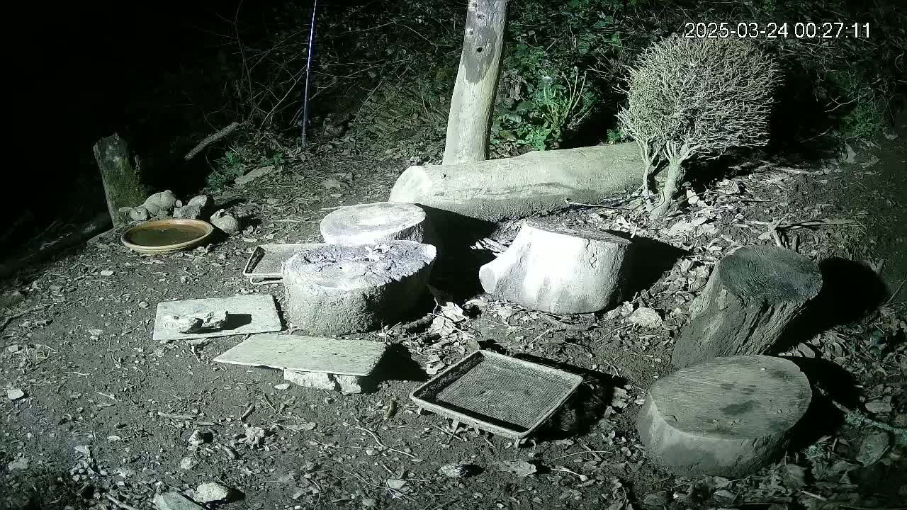 At night, several tree stumps and pieces of wood are scattered on the ground around a small, shallow dish, along with other small objects, near a small, bare bush.