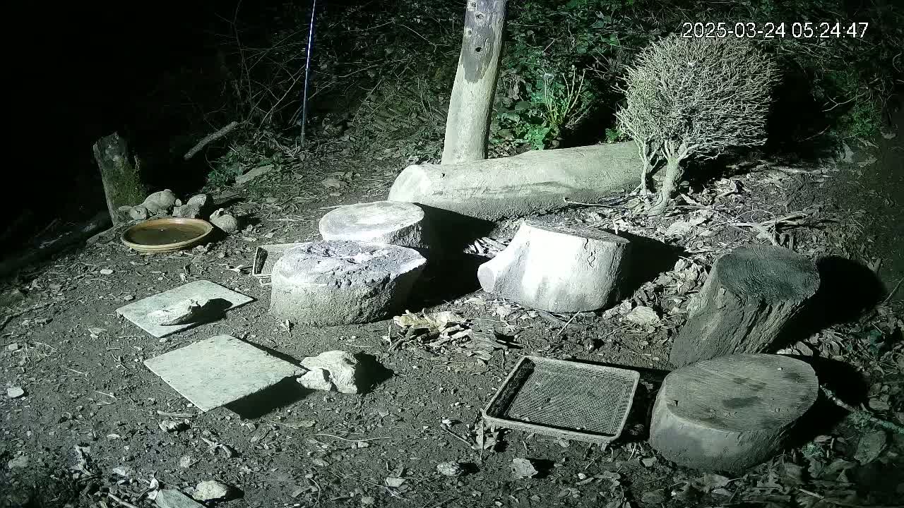 At night, several tree stumps and a small, dried shrub are arranged on the ground near a shallow dish and a few flat stones, all illuminated by artificial light.