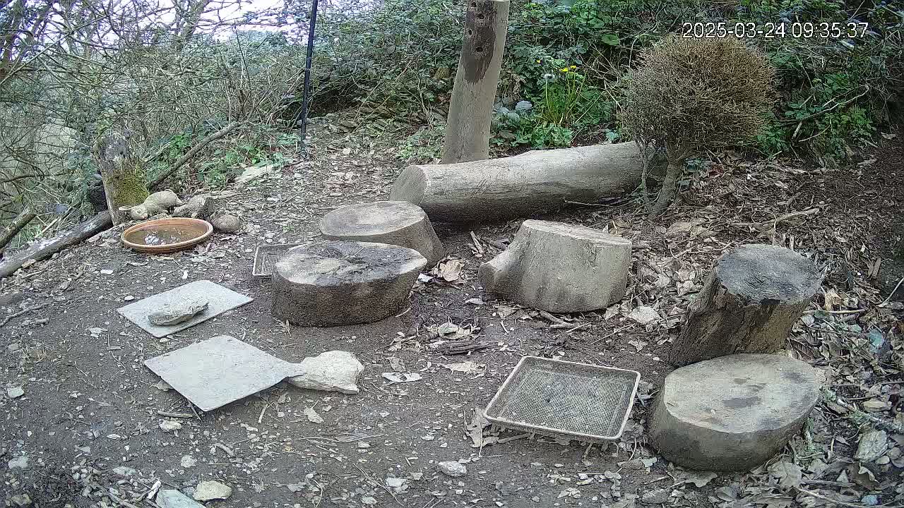 Several tree stumps and a shallow dish are arranged on the ground in a wooded area, with a small metal sieve nearby, under a cloudy sky.