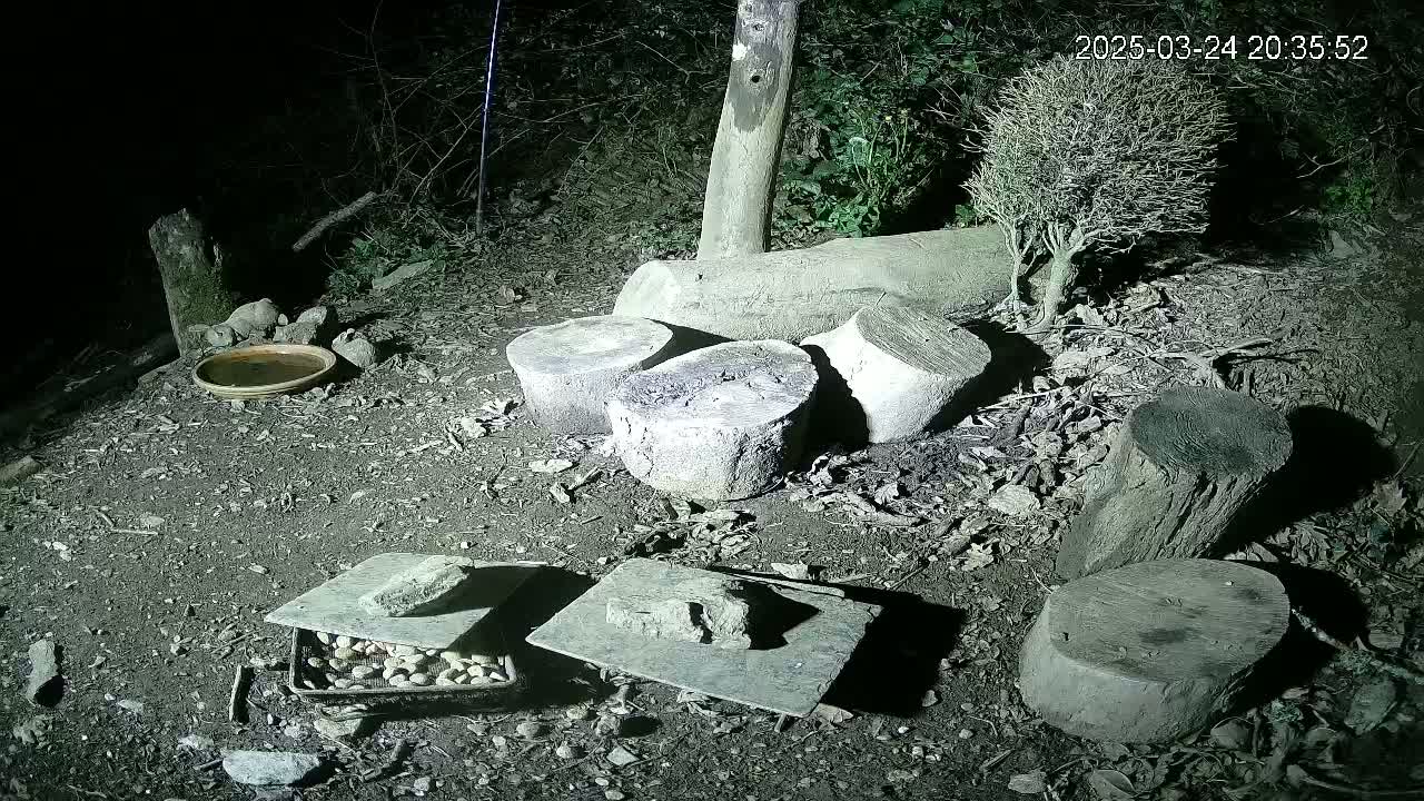 At night, several tree stumps and logs are scattered on the ground, near a shallow dish and some flat stones with small objects on them.
