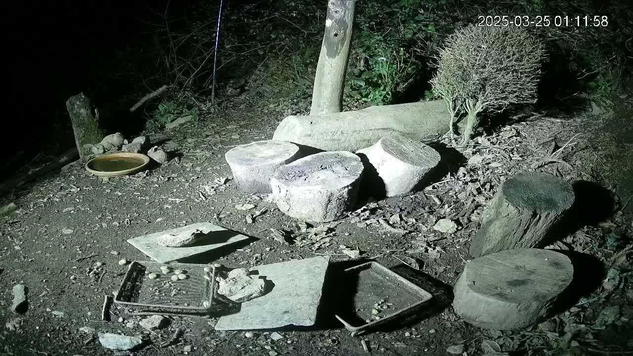 At night, several tree stumps and pieces of flat stone or concrete are scattered on the ground near a small, shallow dish and a small, leafless bush.