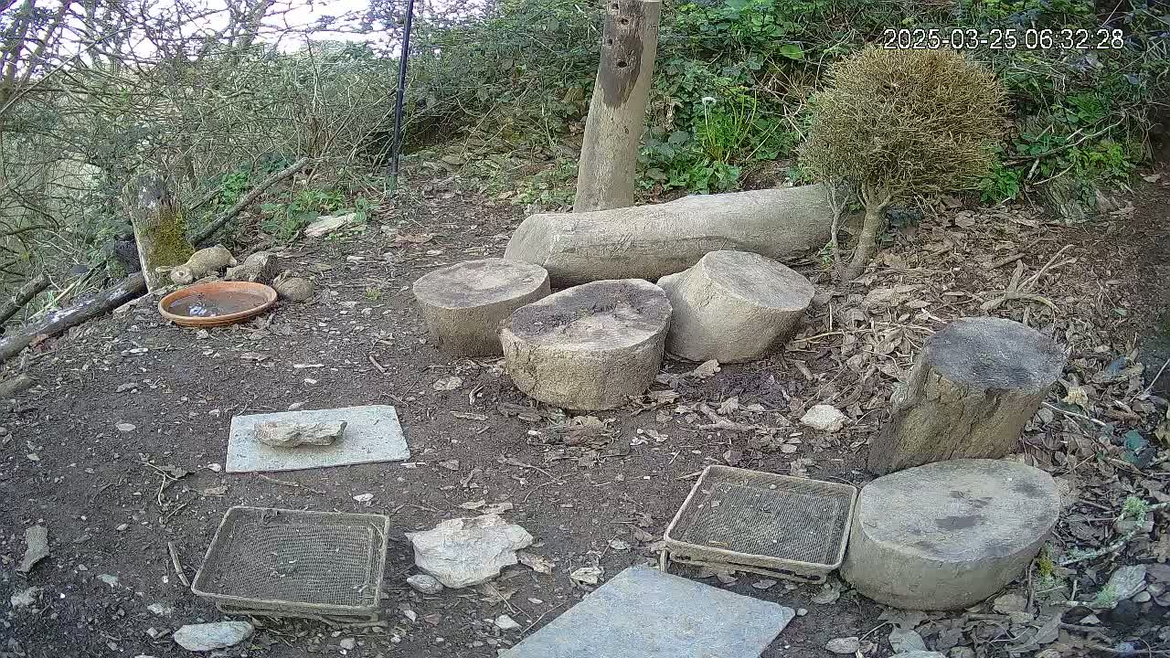 A ground-level view of a dirt area with several tree stumps and flat stones, a shallow dish of water, and two small animals near the dish; the surrounding vegetation includes shrubs and leaf litter.