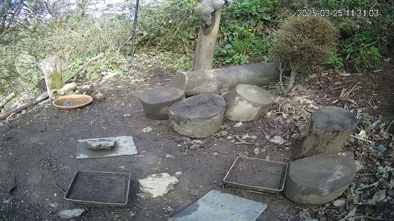 A gray squirrel is perched atop a tree stump in a wooded area on a sunny day, surrounded by several other tree stumps, a shallow birdbath, and various small objects on the ground.