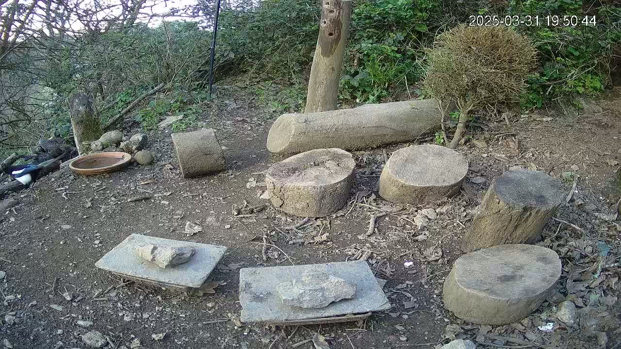 A magpie is near a shallow dish on the ground amidst several tree stumps and flat stones in a wooded area.