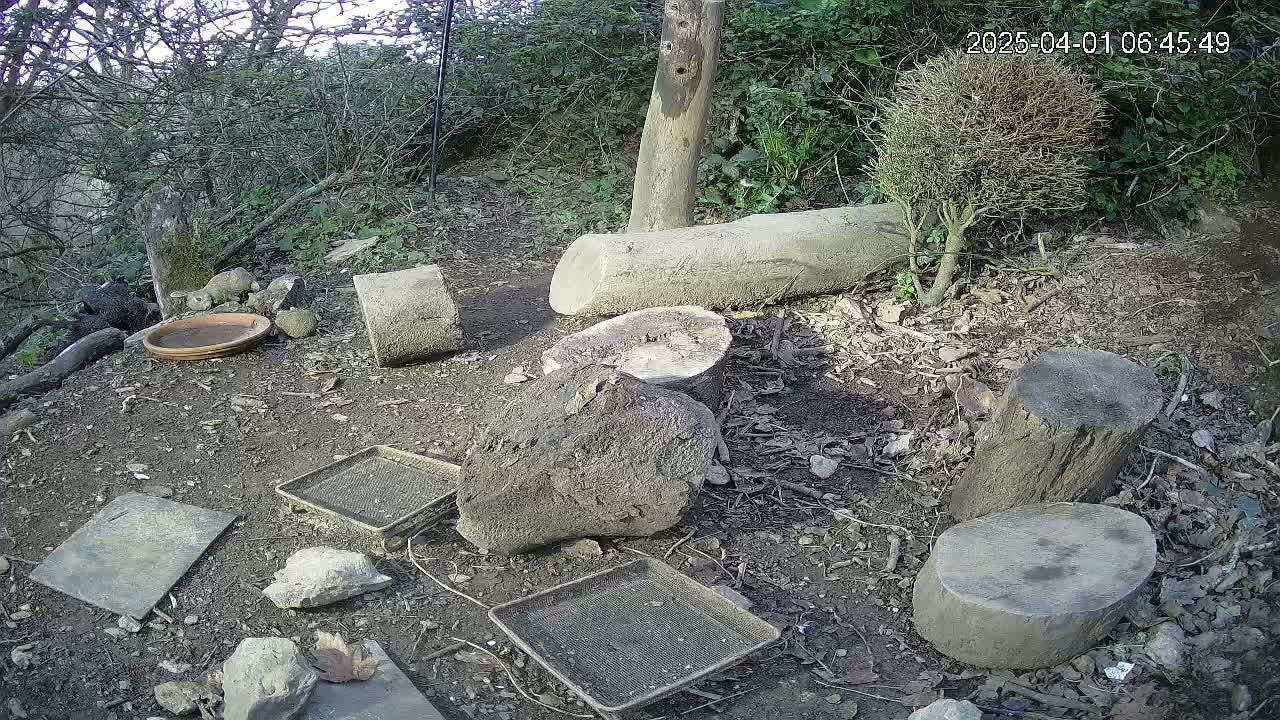 A ground-level view of a woodland area shows several tree stumps and logs, along with a shallow dish, several small trays, and rocks scattered on the dirt ground under a bright, sunny sky.