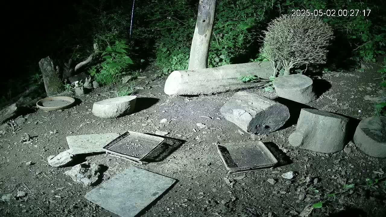 At night, several pieces of wood, stones, and metal trays are scattered on the ground in a dimly lit outdoor area with surrounding vegetation.