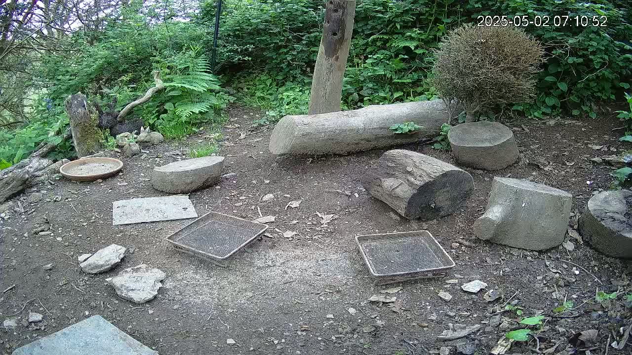 A dirt ground outdoors surrounded by lush green foliage, scattered with various sized rocks, logs, and shallow trays.
