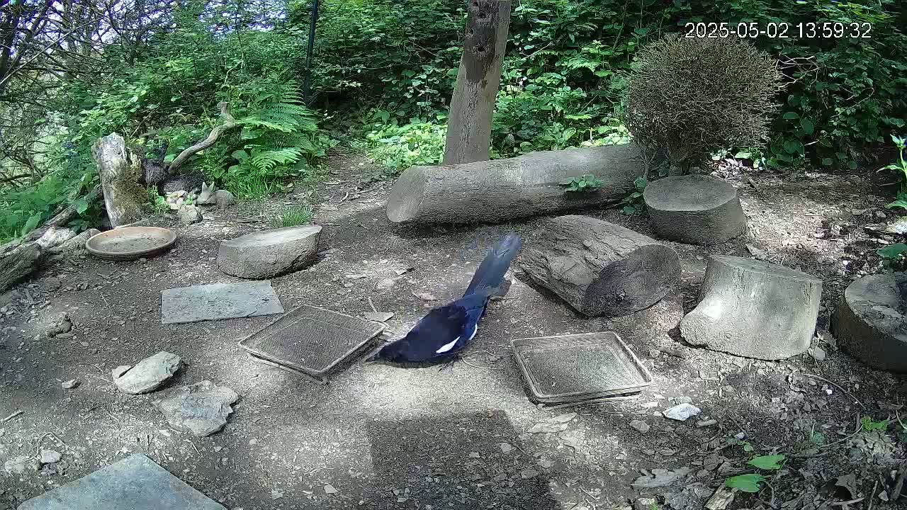 A magpie forages on the ground amidst several cut logs and flat stones in a shady, wooded area.