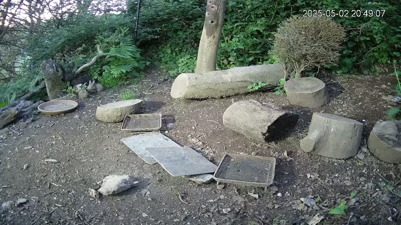 A shaded, outdoor ground area with several tree stumps and pieces of wood scattered around, along with a shallow dish and some small metal trays, and a few small animals huddled together.
