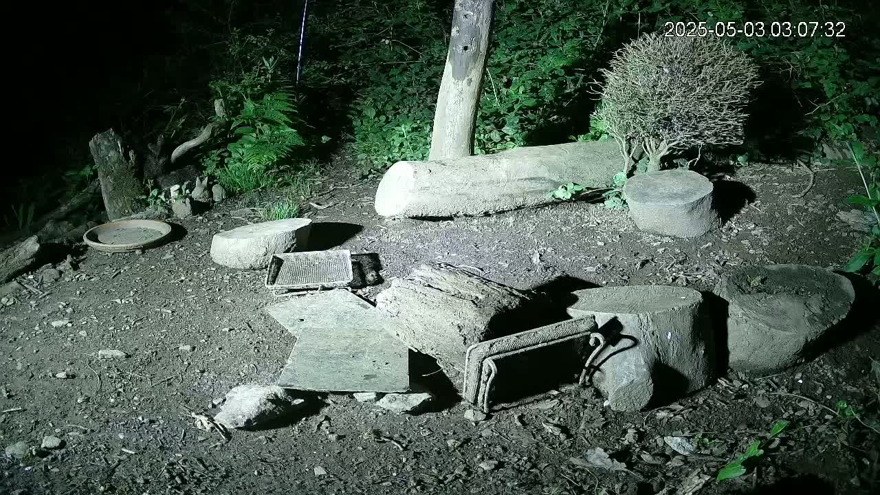 At night, various pieces of wood and stone are scattered on the ground in a wooded area, illuminated by artificial light.