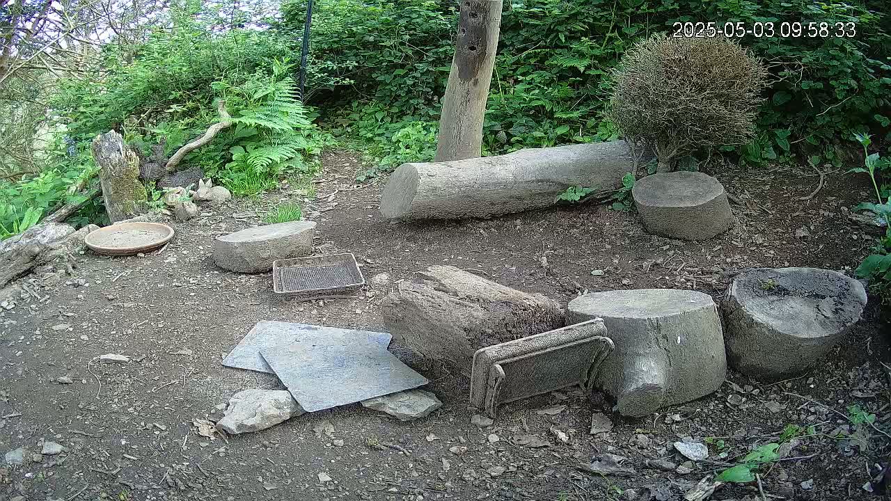 A dirt ground surrounded by lush green vegetation is scattered with various pieces of wood, stone, and a shallow dish, with two small rabbits visible in the background.