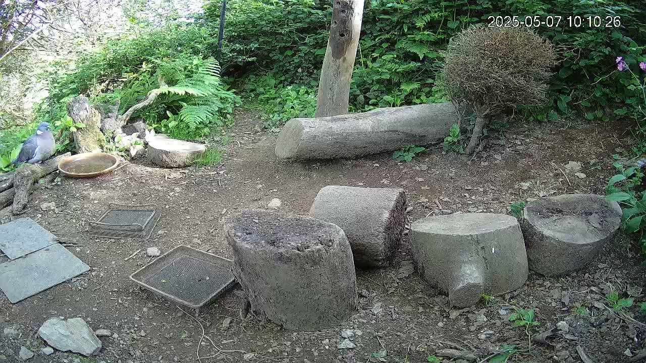 A gray bird stands near a shallow dish of water on the ground amidst several tree stumps, lush green vegetation, and metal mesh trays, on a sunny day.