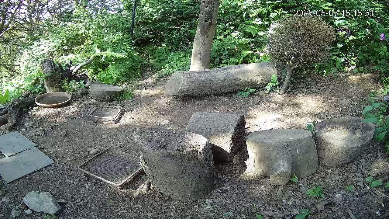 Several tree stumps and other pieces of wood are scattered on the ground in a shady wooded area, with a small bowl and metal mesh screens nearby.