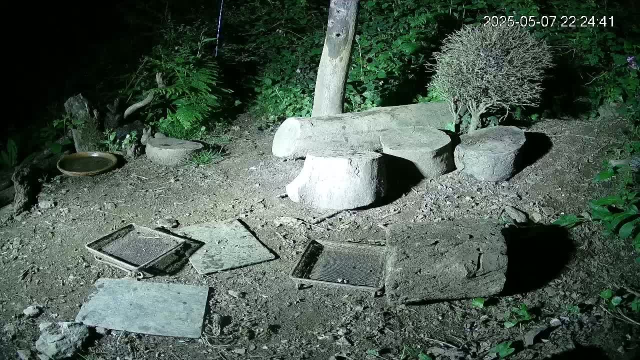 At night, a garden scene shows several cut logs, a shallow dish, and several small, square metal grates on the ground.