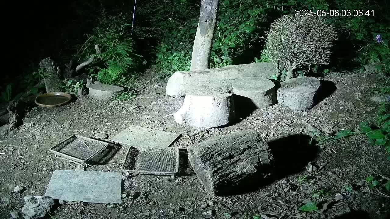 At night, a small, dark, dirt area contains several logs, a small dish, and several mesh trays, all illuminated by a light source.