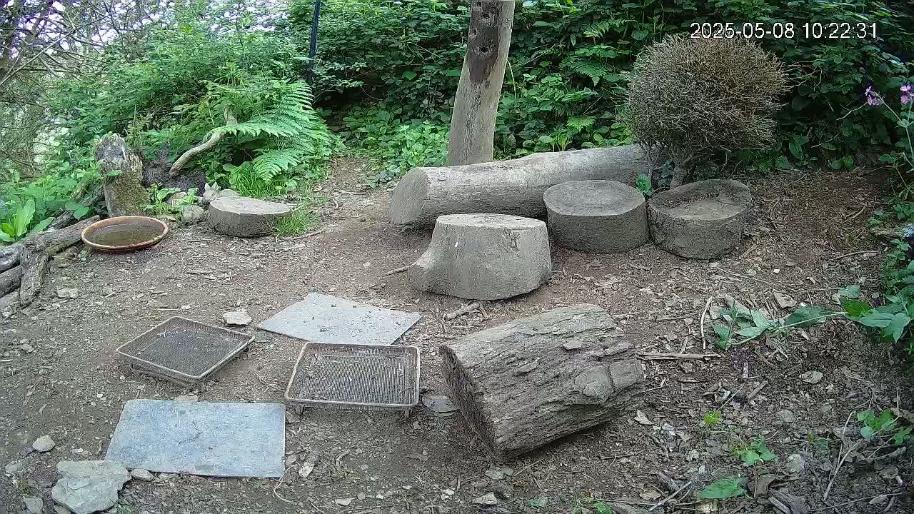 A dirt ground area surrounded by lush green foliage contains several cut logs, small metal trays, a shallow dish, and a wooden post.