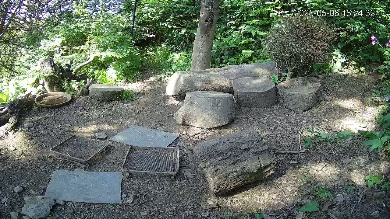 Several tree stumps and logs are arranged on the ground in a wooded area on a sunny day, surrounded by small square stones and shallow trays.